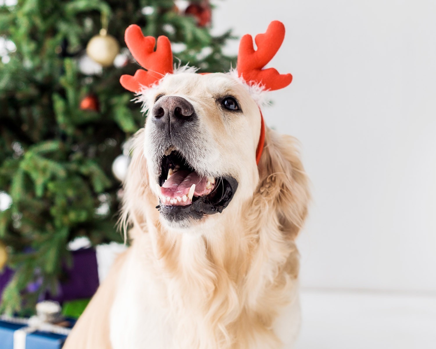 Hond met kerst