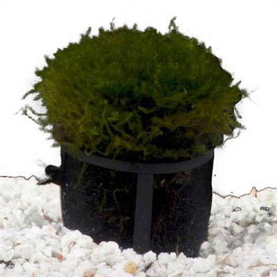 Echte waterplant aquarium mos voorgrond
