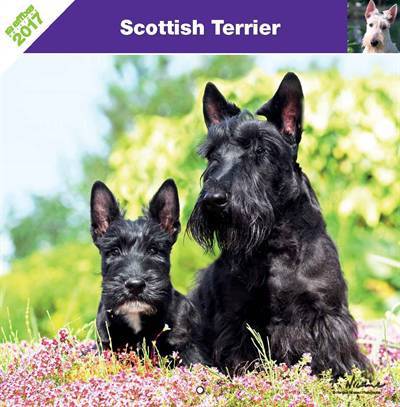 Affixe kalender scottish terrier 2017