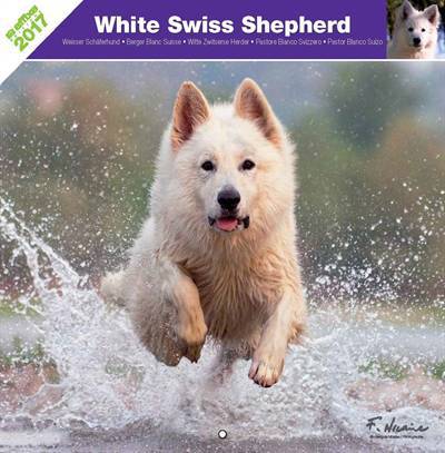 Affixe kalender white swiss shepherd 2017