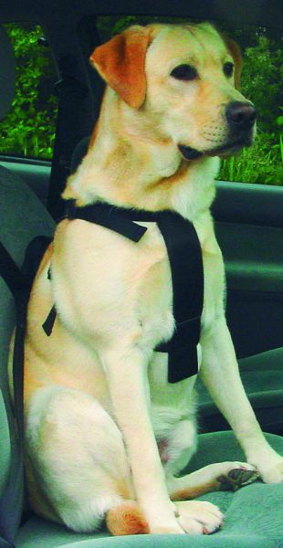 Wandel- en autoharnas voor hond 