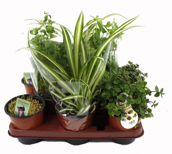 Mix tray gras voor konijn/knaagdier en catnip