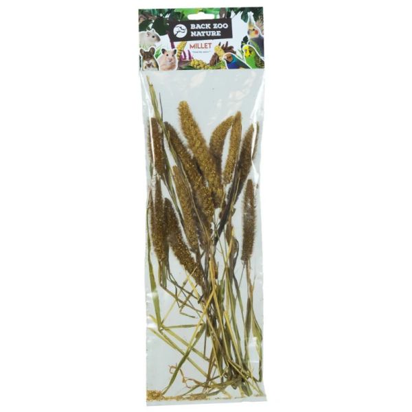 Back zoo nature millet setaria italica