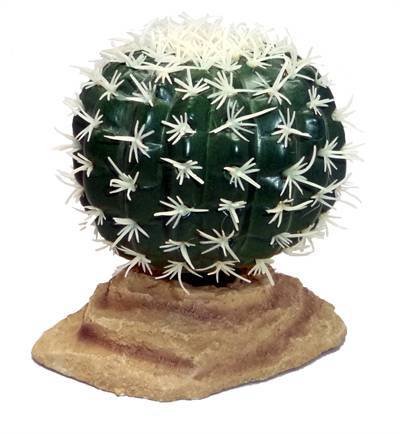 Komodo barrel cactus