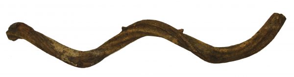 Komodo liana root