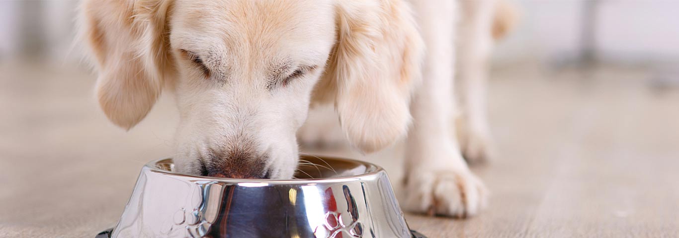 biofood hondenvoer honden eten