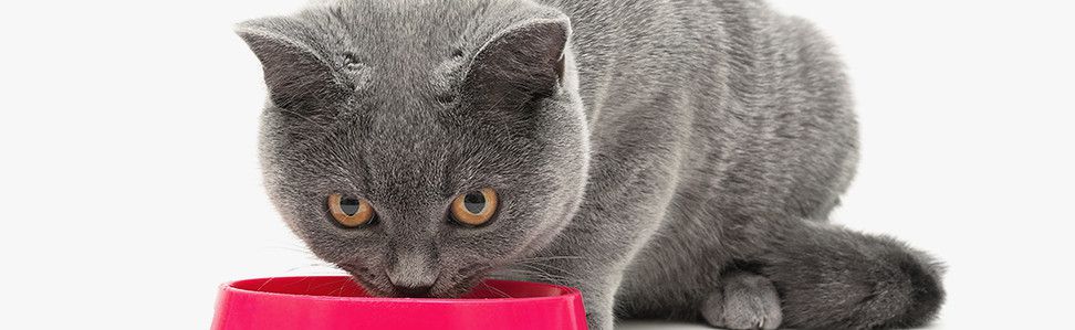 biofood kattenvoer droog kat eten