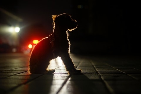 hond in het donker