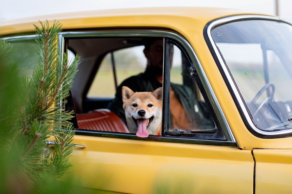 Hond in auto