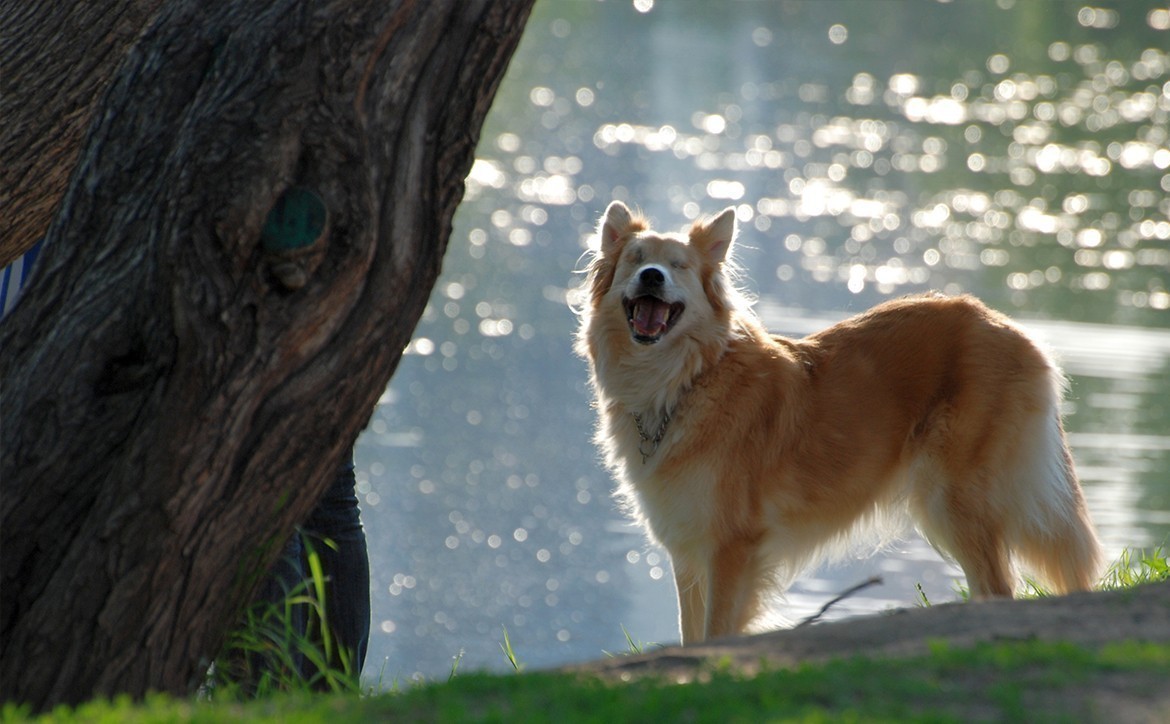 hond in het park