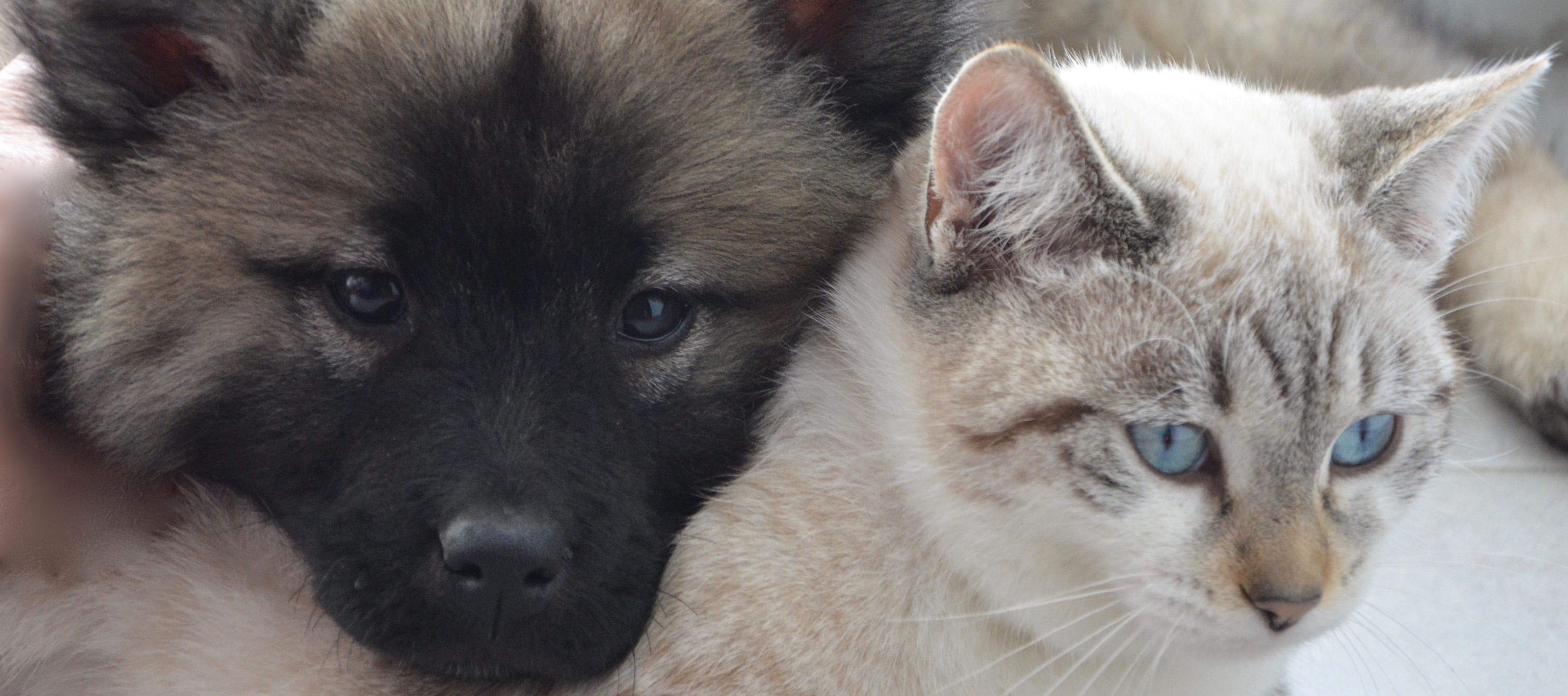 een hond en kat samen op de foto