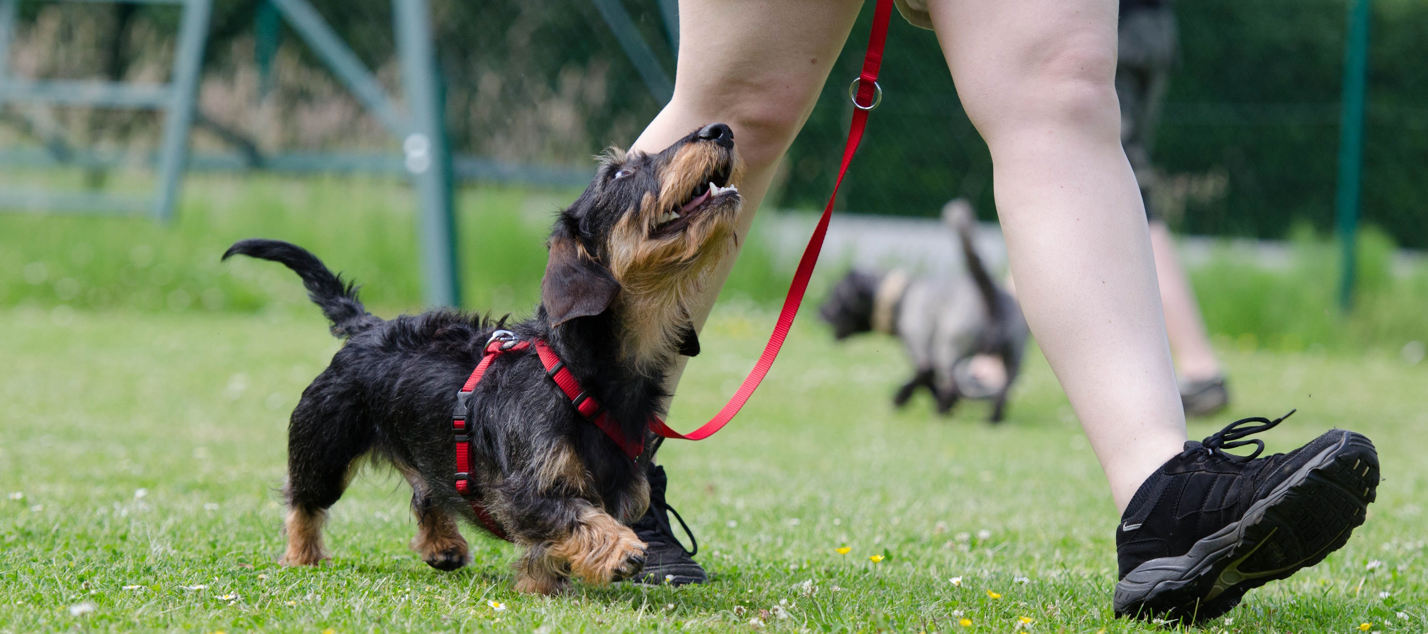 een hond die wordt uitgelaten